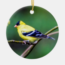 Ornamento americano Goldfinch