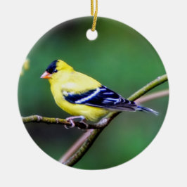 Ornamento americano Goldfinch
