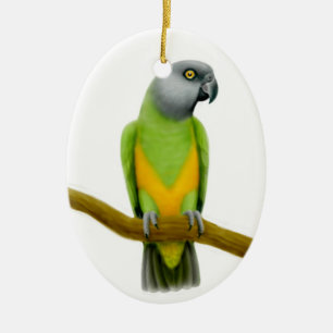 Ornamento amistoso del loro de Senegal