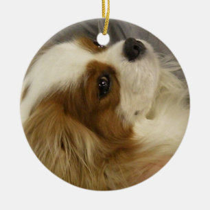 Ornamento arrogante de cocker spaniel