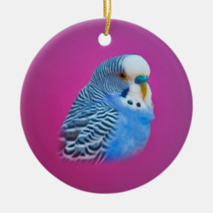 Ornamento azul del Parakeet