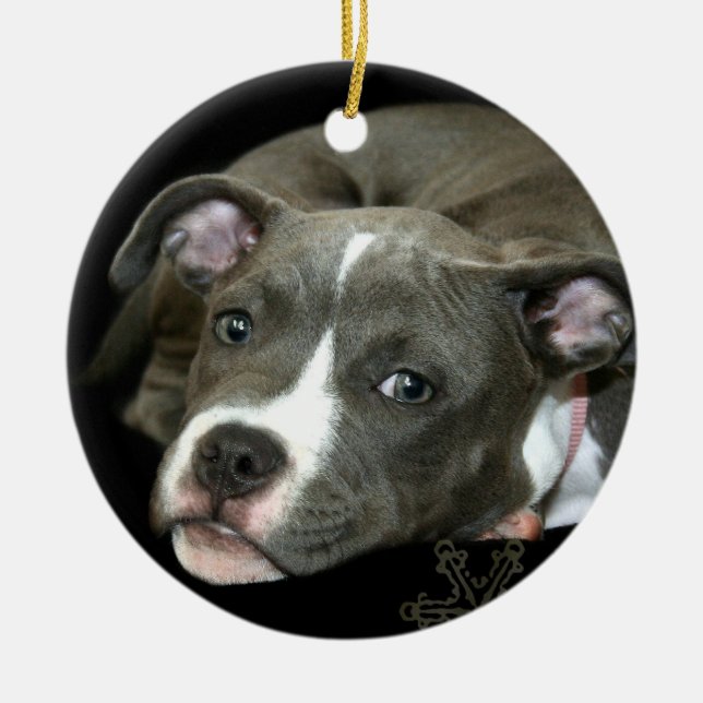 Ornamento azul del perrito del pitbull (Frente)