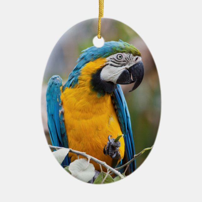 Ornamento azul y amarillo del Macaw (Frente)