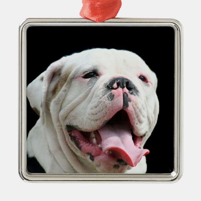 Ornamento blanco del bulldog (Frente)