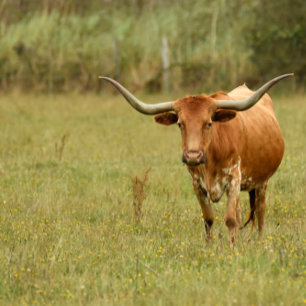 Ornamento blanco del Doberman