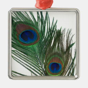 Ornamento blanco precioso de la pluma del pavo