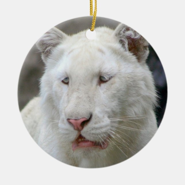 Ornamento blanco raro del tigre (Frente)