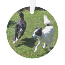 ornamento - Borde de Collies Jugando Ball
