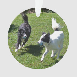 ornamento - Borde de Collies Jugando Ball