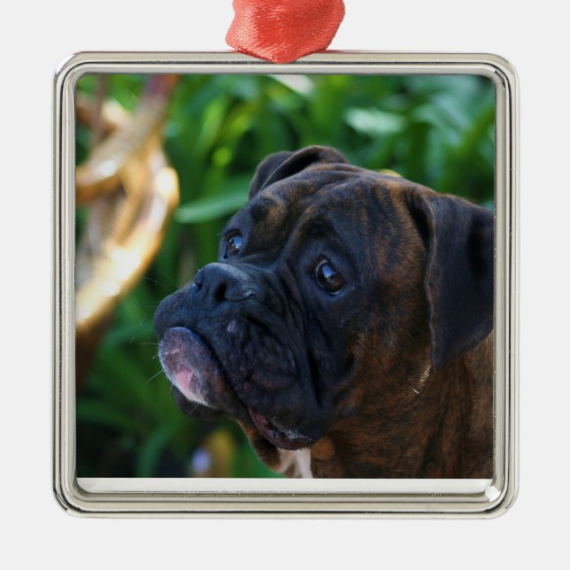Ornamento Brindle del perro del boxeador (Frente)