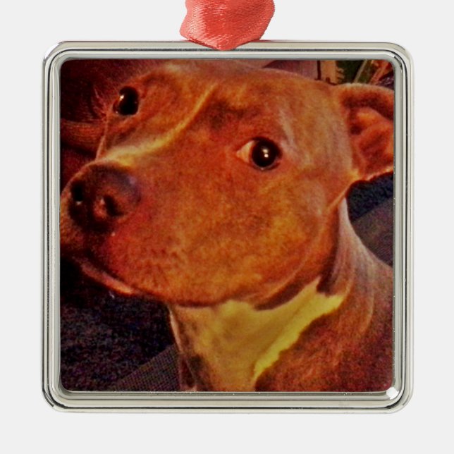 Ornamento BRINDLE del PITBULL (Frente)