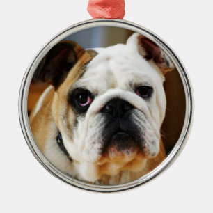 Ornamento bulldog Premium