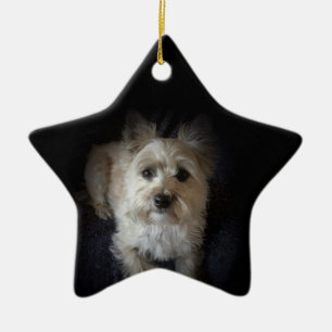 Ornamento canino de la estrella amante del perro"