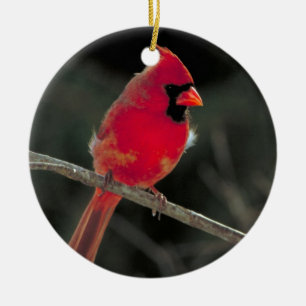 Ornamento cardinal rojo del navidad