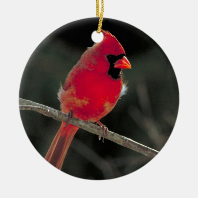 Ornamento cardinal rojo del navidad (Frente)