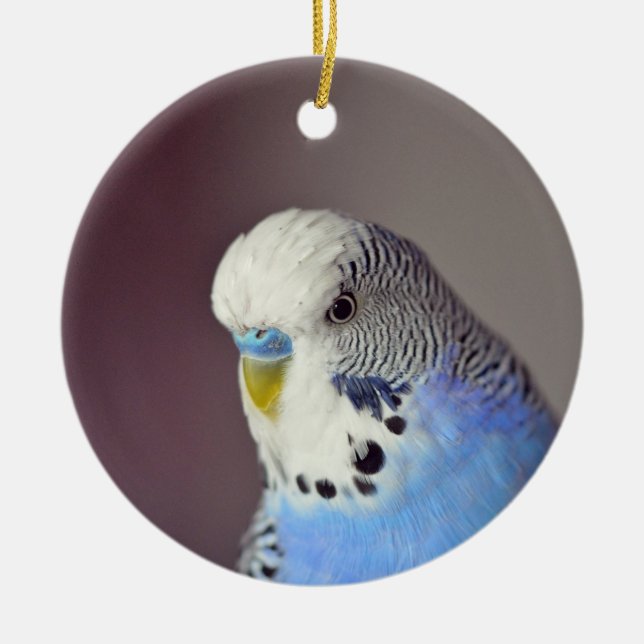 Ornamento cerámico de foto de bonito azul Budgie (Frente)