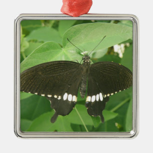 Ornamento común de mariposa morena