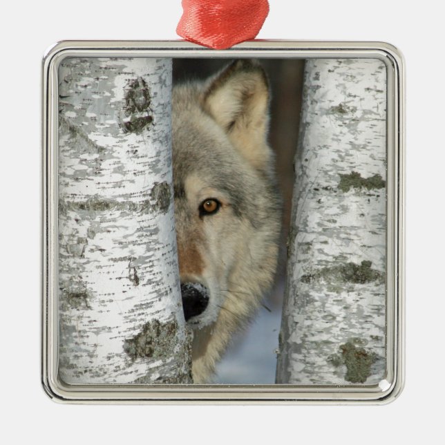 ornamento con imagen del lobo gris en algunos (Frente)
