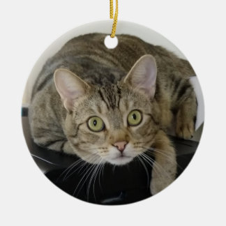 Ornamento curioso de gato tabby