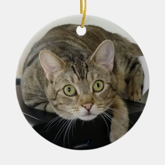 Ornamento curioso de gato tabby (Frente)