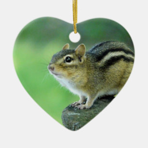 Ornamento curioso del Chipmunk
