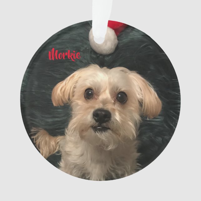 Ornamento de acrílico del navidad de Morkie (Anverso)