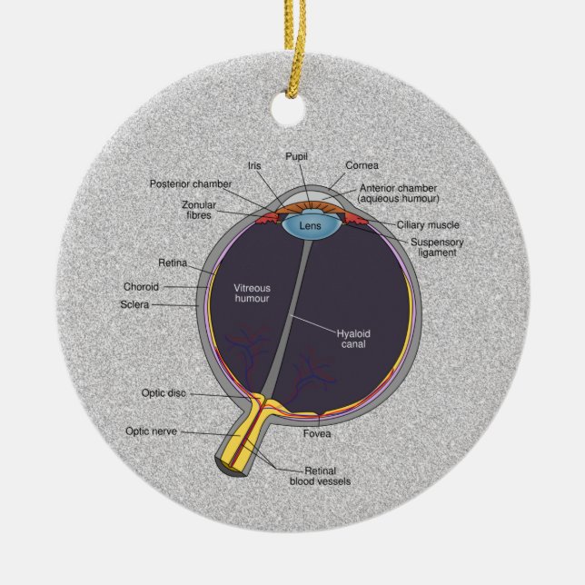 Ornamento de anatomía ocular (Frente)