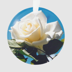 Ornamento de belleza de rosa blanca