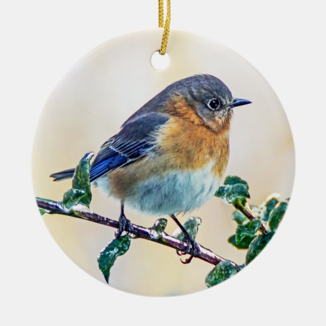Ornamento de Bluebird (Frente)