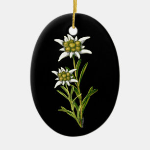 ornamento de bonito Edelweiss