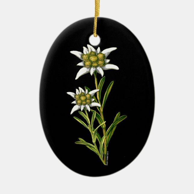 ornamento de bonito Edelweiss (Frente)