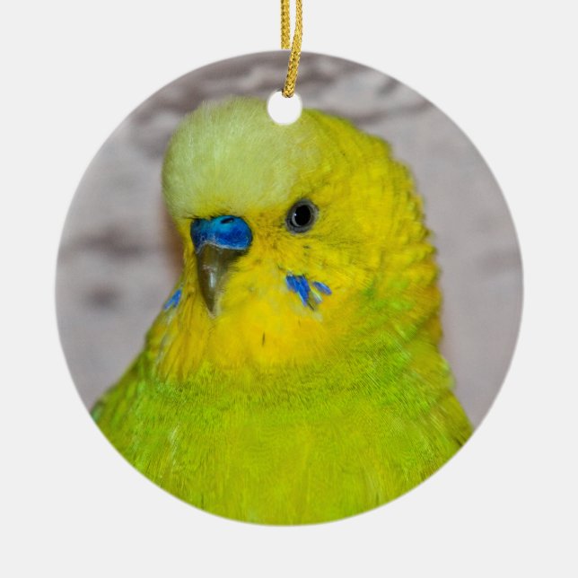 Ornamento de Budgie amarillo (Frente)