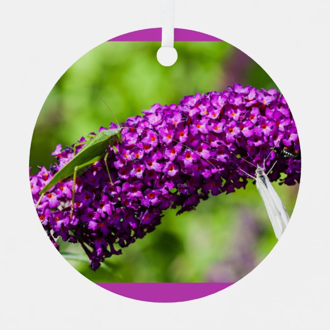 ornamento de cerámica de energía katydid (Anverso)