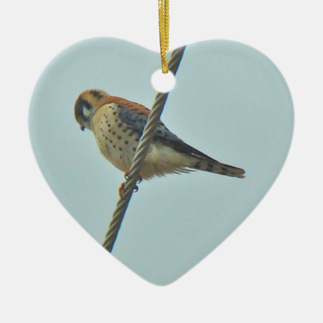 Ornamento de Cestrel Americano (Falco sparverius) (Frente)