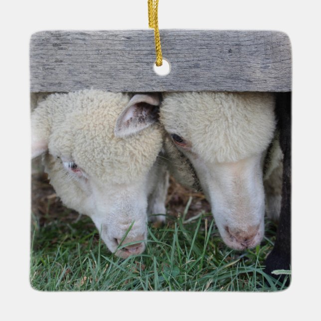 Ornamento de cordero (Anverso)