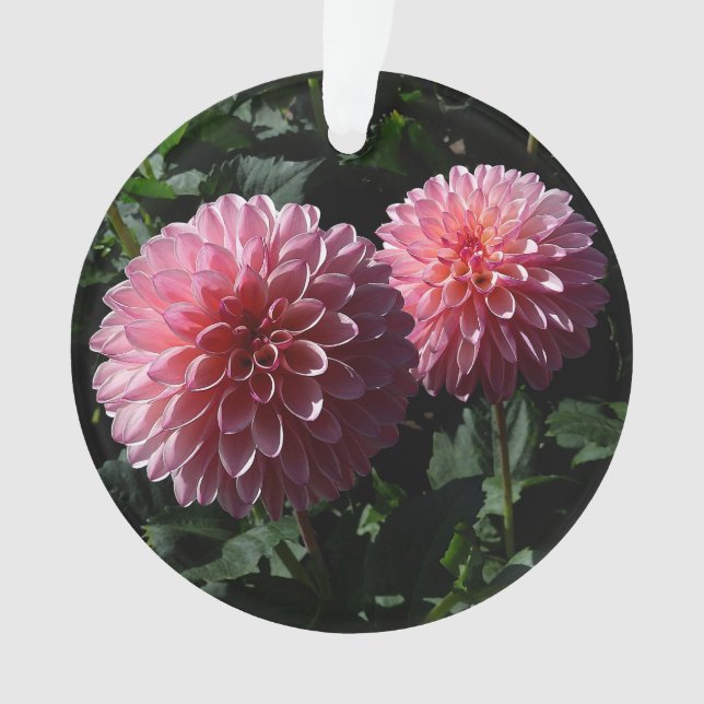 Ornamento de Dahlia Valley Porcupine #1 (Anverso)
