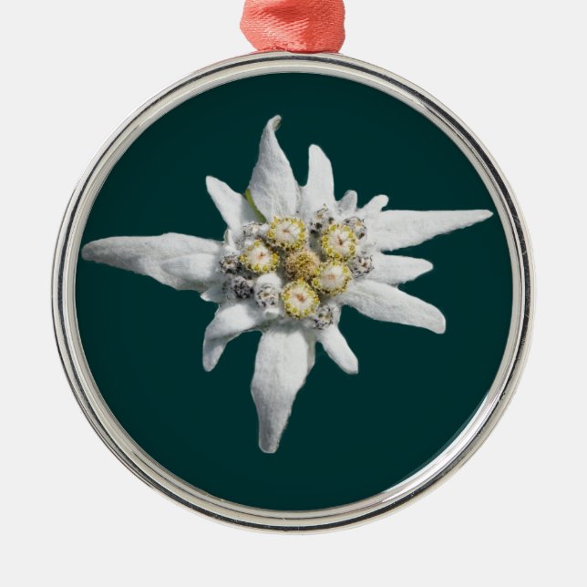 Ornamento de Edelweiss (Frente)