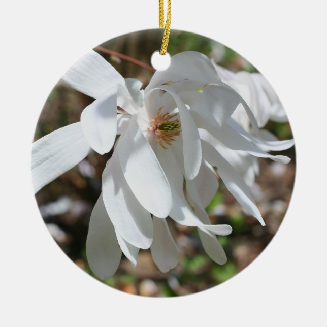Ornamento de flor de magnolia de primavera blanca (Frente)
