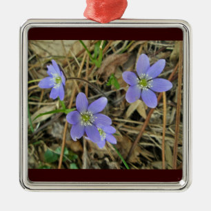 Ornamento de flor silvestre suave azul Hepatica