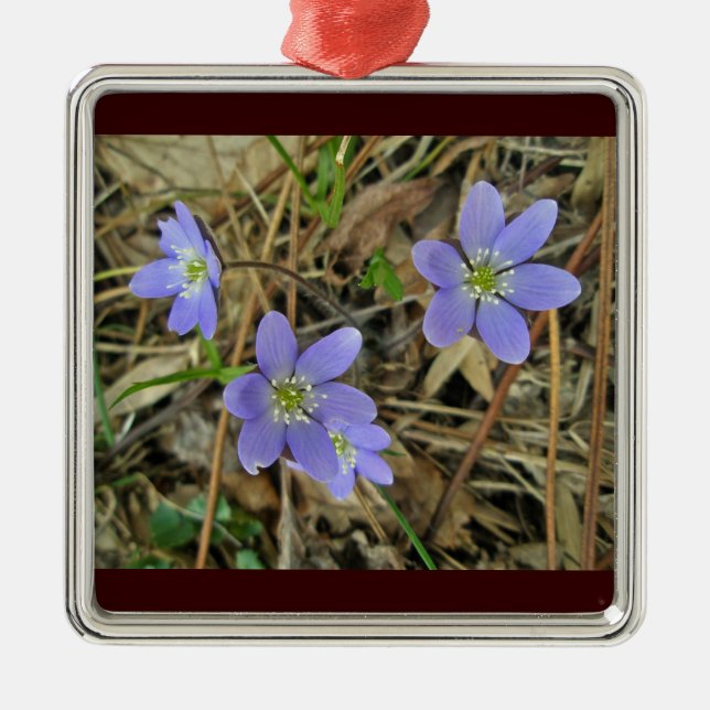 Ornamento de flor silvestre suave azul Hepatica (Frente)