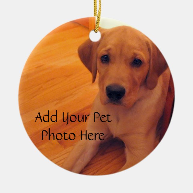 Ornamento de foto animal de Pet Lover (Frente)