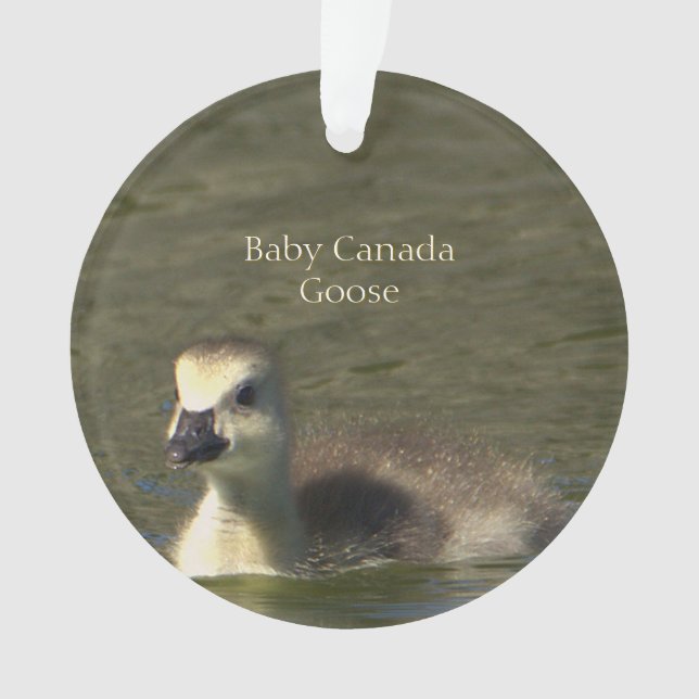 Ornamento de foto de Baby Canada Goose (Anverso)
