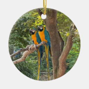 Ornamento de foto de loros guacamayos