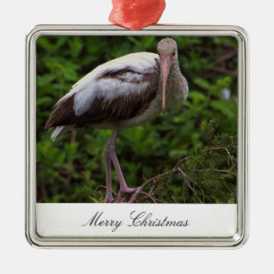 Ornamento de foto de pájaro Ibis