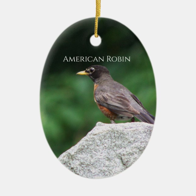 Ornamento de foto de Robin Bird americano (Frente)