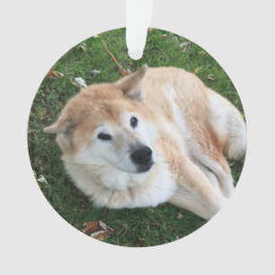 Ornamento de fotos de Mascota de memoria amorosa