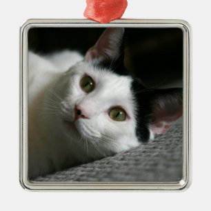 Ornamento de gato