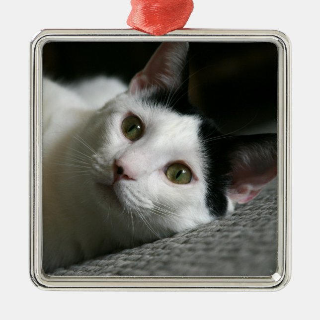 Ornamento de gato (Frente)