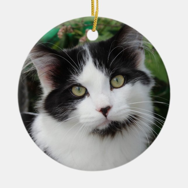 Ornamento de gatos de Tuxedo (Frente)