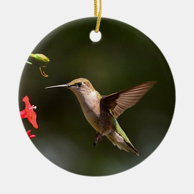 Ornamento de Hummingbird (Frente)